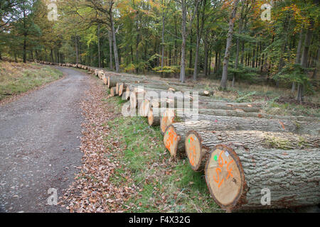 Wyre Forest in der Nähe von Bewdley, Worcestershire, England, UK. 23. Oktober 2015. Nachhaltige Erhaltung oder kommerziellen Druck?. Über 100 Reifen Eichen von 70 bis 150 Jahre alt liegen auf einem Waldweg nach wird durch die Forstverwaltung in Wyre Forest in der Nähe von Bewdley, Worcestershire, England, UK Credit gefällt: Paul Weston/Alamy Live News Stockfoto