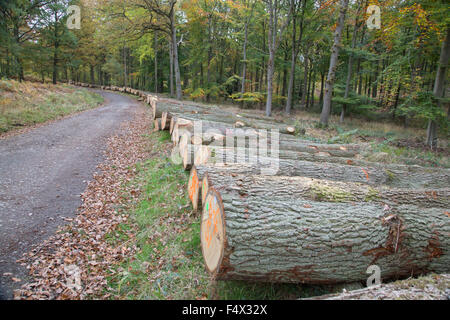 Wyre Forest in der Nähe von Bewdley, Worcestershire, England, UK. 23. Oktober 2015. Nachhaltige Erhaltung oder kommerziellen Druck?. Über 100 Reifen Eichen von 70 bis 150 Jahre alt liegen auf einem Waldweg nach wird durch die Forstverwaltung in Wyre Forest in der Nähe von Bewdley, Worcestershire, England, UK Credit gefällt: Paul Weston/Alamy Live News Stockfoto