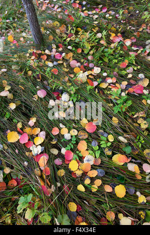 Populus Tremula. Gefallener Herbst Aspen Baum Blätter in Sumpfgras. Schottland Stockfoto