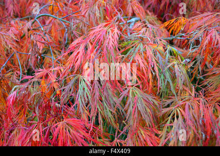 Herbstlaub auf Weinen japanischer Ahorn auch bekannt als japanische Acer Weinen. Die Blätter erzeugen ein gefiederte Muster von Korallen, grün und pink Stockfoto