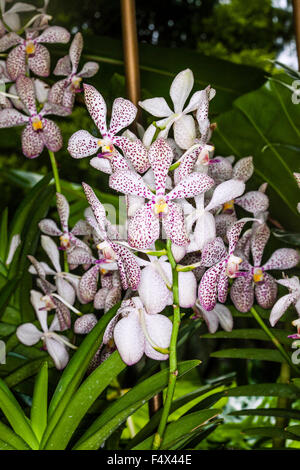 Aranda Hybrid Orchideen im National Orchid Garden von Singapore Botanic Gardens Stockfoto