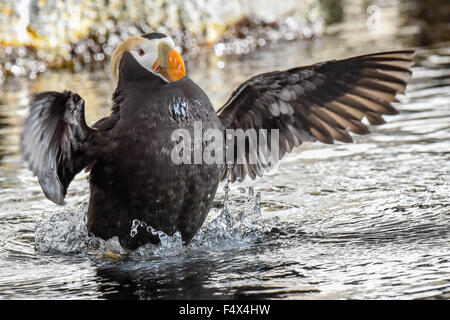 Eine getuftete Puffin/crested Papageitaucher mit Sommer Gefieder/Fratercula mit einem orangefarbenen Schnabel spritzt in Alaska | Seward Alaska SeaLife Center und Aquarium Stockfoto