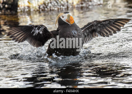 Eine getuftete Puffin/crested Papageitaucher mit Sommer Gefieder/Fratercula mit einem orangefarbenen Schnabel spritzt in Alaska | Seward Alaska SeaLife Center und Aquarium Stockfoto