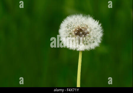 Eine Nahaufnahme Makro Bild eines Löwenzahn Kopf gegangen, um Saatgut auf einem dunkelgrünen Hintergrund. Stockfoto