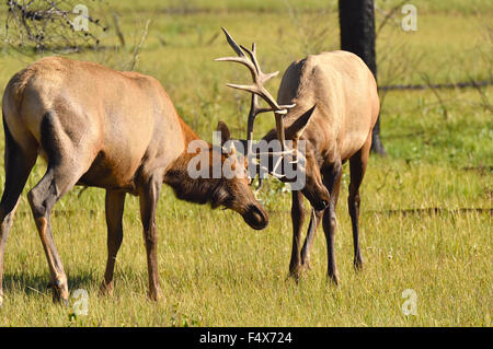 Zwei Bull Elk Cervus Elaphus, kämpfen in einer Wiese Stockfoto