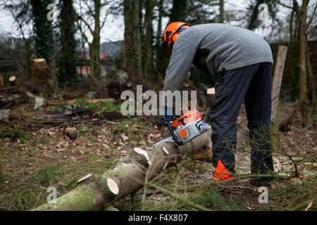eine Fichte wird in einem Wald mit einer Kettensäge zu Brennholz verarbeitet. Stockfoto