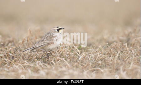 Gehörnte Lerche Dray Gras. Stockfoto