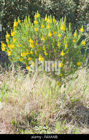 Anlage von Ulex Parviflorus, wilde Blume in Dehesa Landschaft, Extremadura, Spanien Stockfoto