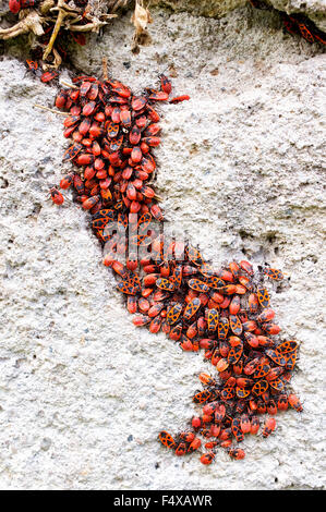 Nahaufnahme einer Aggregation von Leuchtkäfer an einer Wand (Pyrrhocoris Apterus) Stockfoto