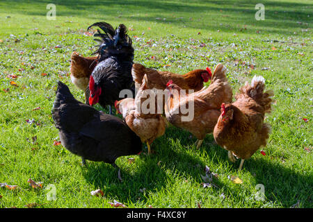Ein schwarzer Freilandhaltung Hahn mit Rost farbigen Hennen. Stockfoto