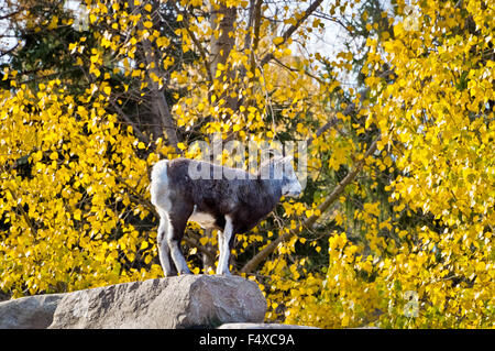 Ein Dall-Schaf, auch bekannt als ein Stein Schaf, steht die Uhr auf einem großen Felsen. Sie zeichnet sich vor dem Herbst Hintergrund. Stockfoto