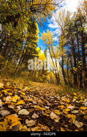 Ein Pfad, übersät mit Aspen Blätter entlang Rush Creek in June Lake in der östlichen Sierra Nevada von Kalifornien Stockfoto