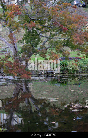 Reflexion der Herbst Blätter in den Teich am Cedarmere Haus aus dem 18. Jahrhundert Dichter und Journalist William Cullen Bryant (1794-1878) Stockfoto