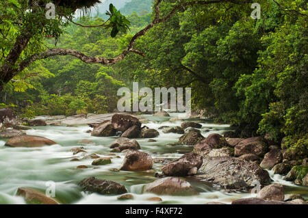 Neblige Regenwaldlandschaft in der Mossman Gorge. Stockfoto