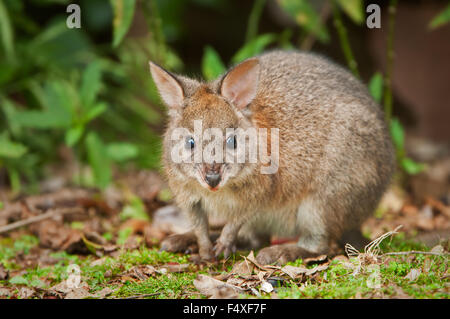 Juvenile Red-necked Pademelon. Stockfoto