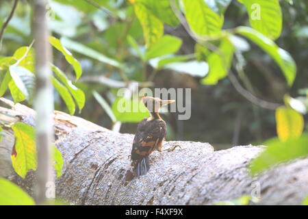 Orange-backed Woodpecker (Reinwardtipicus Validus) in Malaysia Stockfoto