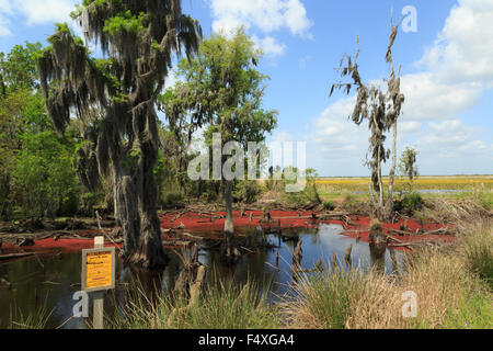 Ein Foto von einem Schild Warnung über Alligatoren in Savannah National Wildlife Refuge in der Nähe von Savannah in Georgia. Stockfoto