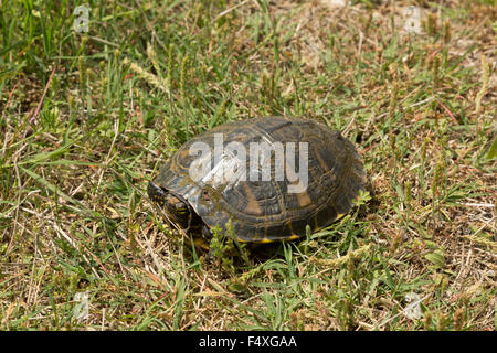 Eine Nahaufnahme Foto von eine östliche Kasten-Schildkröte in freier Wildbahn in der Nähe von Savannah in Georgia. Stockfoto