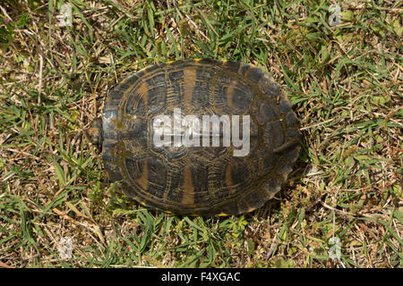 Eine Nahaufnahme Foto von eine östliche Kasten-Schildkröte in freier Wildbahn in der Nähe von Savannah in Georgia. Stockfoto