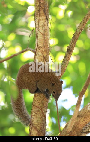 Taiwan Eichhörnchen (Callosciurus Erythraeus) in Malaysia Stockfoto