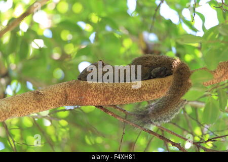 Taiwan Eichhörnchen (Callosciurus Erythraeus) in Malaysia Stockfoto