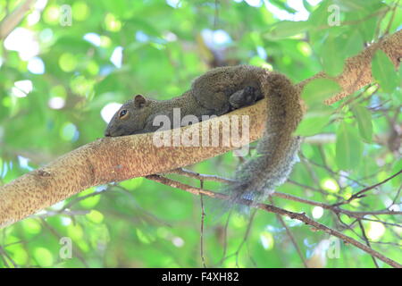 Taiwan Eichhörnchen (Callosciurus Erythraeus) in Malaysia Stockfoto