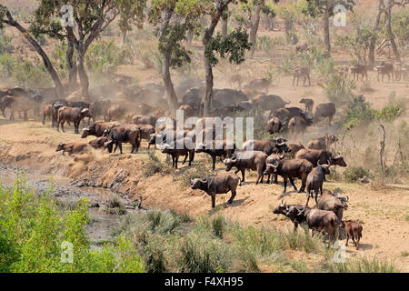 Große Herde von afrikanische Büffel (Syncerus Caffer) an einem Fluss, Krüger Nationalpark, Südafrika Stockfoto