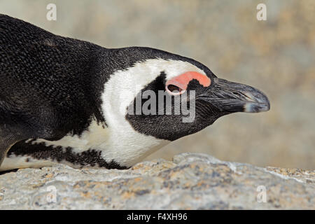 Porträt von einem afrikanischen Pinguin (Spheniscus Demersus), Western Cape, Südafrika Stockfoto