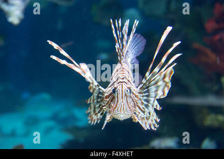 Rote Feuerfische - Pterois volitans Stockfoto