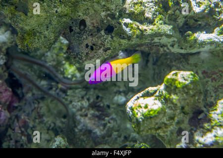 Falsche Gramma, Pictichromis paccagnellae Stockfoto