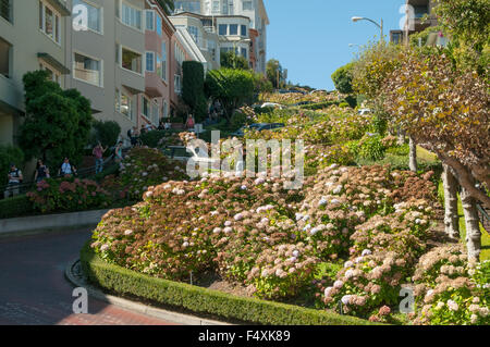 Lombard St Zickzack, San Francisco, Kalifornien, USA Stockfoto