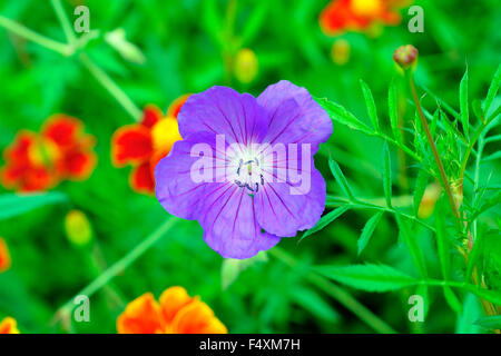 SCHÖNE GERANIUM ORION IN VOLLER BLÜTE Stockfoto