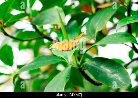 SCHMETTERLING, JULIA, DRYAS IULIA, (JULIA HELICONIAN) Stockfoto