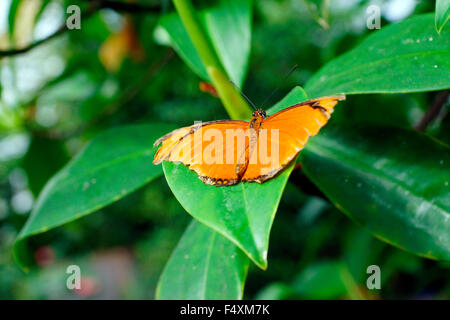 SCHMETTERLING, JULIA, DRYAS IULIA, (JULIA HELICONIAN) Stockfoto