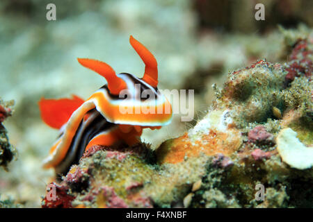 Herrliche Chromodoris (Chromodoris Magnifica). Padang Bai, Bali, Indonesien Stockfoto