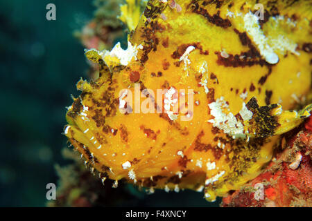 Nahaufnahme von einem gelben Blatt Drachenköpfe (Taenianotus Triacanthus, aka Schaukelfisch, Paperfish). Padang Bai, Bali, Indonesien Stockfoto