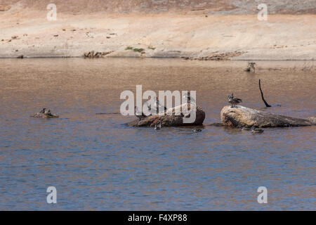 Grau/Petrol (Anas Gracilis). Stockfoto