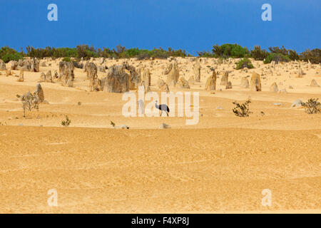 Emu (Dromaius Novaehollandiae) in Pinnacles, Nambung National Park, Australien. Stockfoto