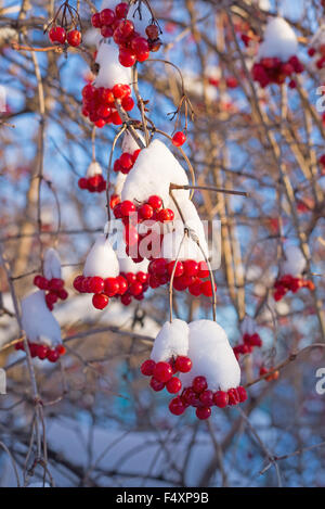 Viburnum Beeren im Schnee an sonnigen Tag Stockfoto