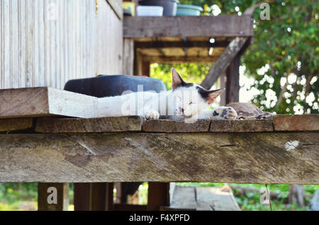 Schlafende Katze auf dem Stelzenhaus Stockfoto