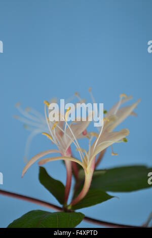 Geißblatt, Efeu, Blumen, duftende Blüten, duftend, aromatisch, zarte Blume, Frieden, Liebe, Natur, Garten, Blume, Garten, Ivy Stockfoto