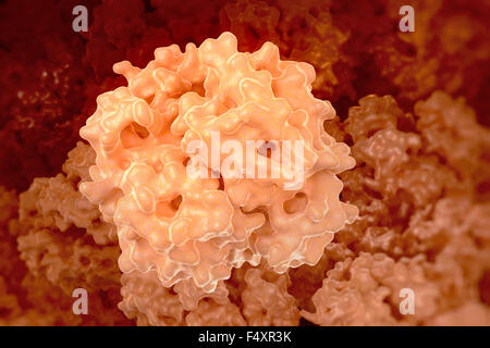 Hämoglobin (Mensch, Hb) Protein-Molekül, chemische Struktur Stockfoto