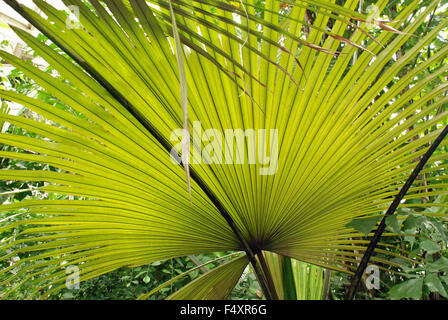 Palme Blätter grün groß in Kew botanischen Gärten in London, England Stockfoto