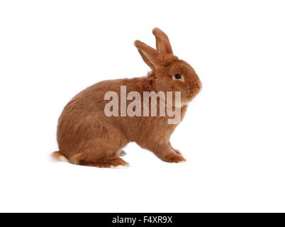 New Zealand reinrassige rote Kaninchen auf weißem Hintergrund Stockfoto