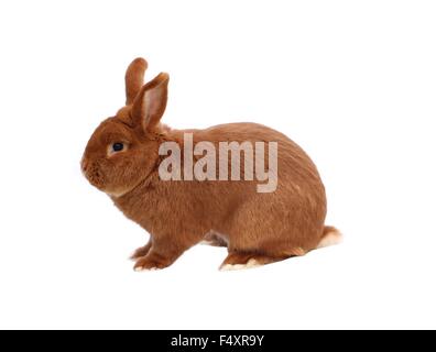 New Zealand reinrassige rote Kaninchen auf weißem Hintergrund Stockfoto