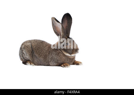 Belgische Riesen reinrassigen Kaninchen auf weißem Hintergrund Stockfoto