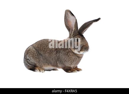 Belgische Riesen reinrassigen Kaninchen auf weißem Hintergrund Stockfoto