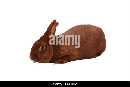 New Zealand reinrassige rote Kaninchen auf weißem Hintergrund Stockfoto