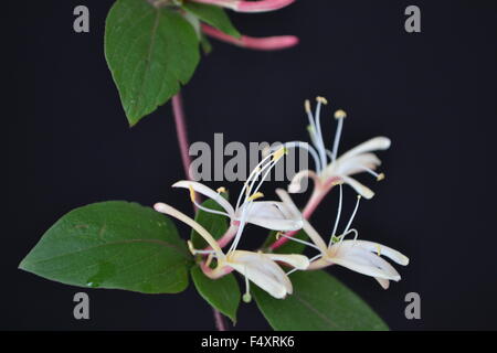 Geißblatt, Efeu, Blumen, duftende Blüten, duftend, aromatisch, zarte Blume, Frieden, Liebe, Natur, Garten, Blume, Garten Stockfoto