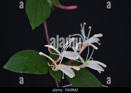 Geißblatt, Efeu, Blumen, duftende Blüten, duftend, aromatisch, zarte Blume, Frieden, Liebe, Natur, Garten, Blume, Garten, Ivy Stockfoto